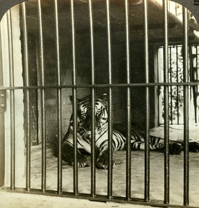 在印度加尔各答（C1903），被捕食人的老虎被指造成200人死亡。