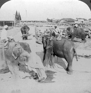 大象在一个木材场工作，印度，c1900年代。 作者 安德伍德和安德伍德