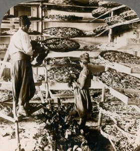 1900年代，叙利亚，黎巴嫩黎巴嫩山区，桑蚕以蚕桑叶为食。 作者 安德伍德和安德伍德