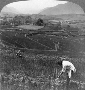 1904年，日本阿苏山老火山口的肥沃稻田。 作者 安德伍德和安德伍德