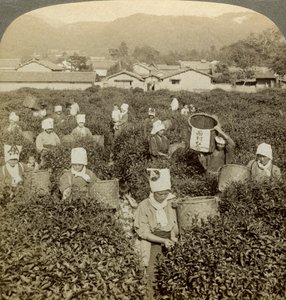 采茶的女孩，日本宇治。 作者 安德伍德和安德伍德