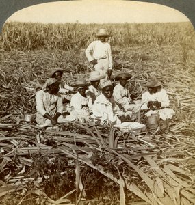 1899年，在古巴圣地亚哥省圣路易斯的拉联盟糖种植园上。 作者 安德伍德和安德伍德