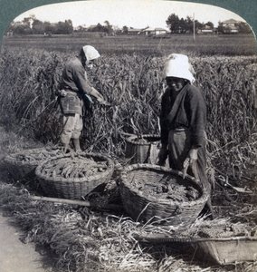 1904年，日本横滨附近的农民割谷子