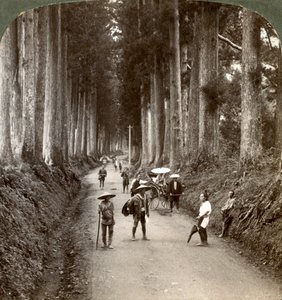 这些小树林是神的第一座庙宇，1904年在日本日光市的高贵柳杉大道 作者 安德伍德和安德伍德