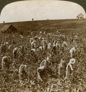 1900年，牙买加蒙彼利埃的烟草田。 作者 安德伍德和安德伍德