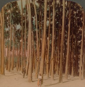 100英尺高的棕榈树，缅甸异教徒，1907年。艺术家：埃尔默·安德伍德（Elmer Underwood），贝特·埃里亚斯·安德伍德（Bert Elias Underwood）。 作者 安德伍德和安德伍德