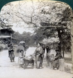 在樱花下，沿着芝芝公园主大道向东北看，日本东京，1904年 作者 安德伍德和安德伍德