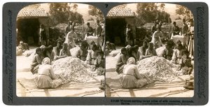 1900年代，叙利亚安提阿，妇女在整理大堆丝绸茧。 作者 安德伍德和安德伍德