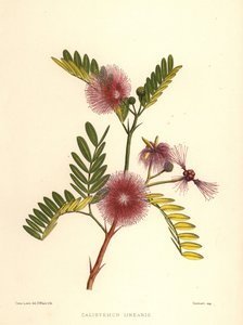 洗瓶，Callistemon linearis（Calistemon linearis） 作者 不明