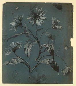 带重复的雏菊型花朵壁纸或纺织品外观设计 作者 不明