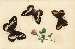 伟大的带状河鳟，Brintesia circe 1，隐士，Chazara briseis 2和大墙褐色，Lasiommata maera 3 作者 不明