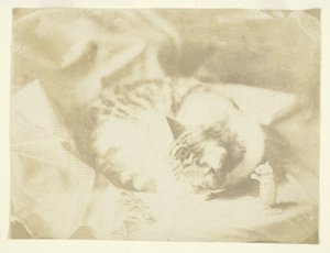克雷克夫人的猫 作者 不明