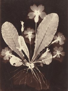 植物学摄影图