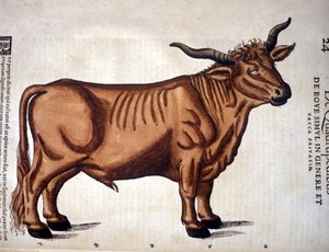 来自苏黎世康拉德·格斯纳 (Conrad Gesner) 历史的牛肉动物，摄于 1560 年。位置 Nazionale Braidense。 米兰 作者 未知艺术家