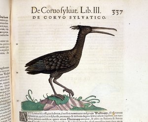 来自苏黎世康拉德·格斯纳 (Conrad Gesner) 历史的野生动物乌鸦，1560 年。位置国家布雷登斯。 米兰 作者 未知艺术家
