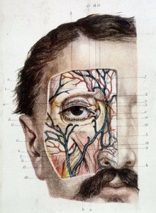 Anatomical board on the eye and its environment (skinned) 作者 未知艺术家