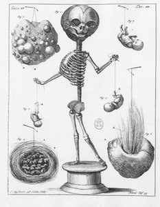 Anatomical plate representing a skeleton, by Frederik Ruysch (1638-1731), Dutch anatomist. 作者 未知艺术家