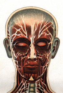 解剖学：人类头骨的横截面，从正面看代表肌肉系统的部分。F.E. Bilz的 "新的自然疗法"，1898年。 作者 未知艺术家