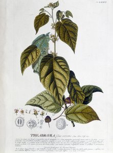 Arbroma 茶树 - 植物板 作者 未知艺术家