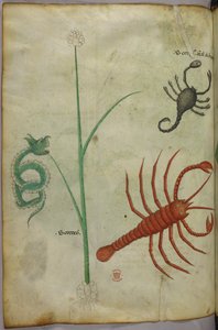 植物和动物插图 作者 未知艺术家