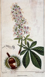 植物板 - 板栗树的花、叶和果实 作者 未知艺术家