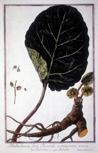 植物板：大黄的叶和根。 19 世纪植物标本馆。 作者 未知艺术家