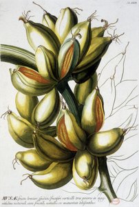 植物板：香蕉，未注明日期，19世纪。 作者 未知艺术家