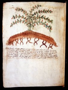代表草““feniculo maggiore”的植物板。里米尼市图书馆 作者 未知艺术家