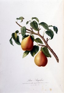 代表 pera 当归的植物板。 1820 - 1822 作者 未知艺术家