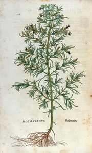 Botanical board: rosemary (rosmarinus). Herbarium of Lheonard Fuchs, “” Historia Stirpium””, Bale 作者 未知艺术家