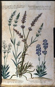 植物板：真薰衣草（Lavandula angustifolia）和肉松薰衣草（Lavandula latifolia）。 作者 未知艺术家