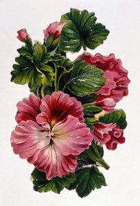 一束鲜花。 19 世纪的彩色平版印刷术。 作者 未知艺术家