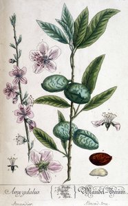 杏仁树的枝、花和果 - 植物板 作者 未知艺术家