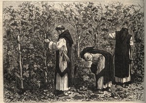 勃艮第修士种植的葡萄--作者：路易-费吉埃--19世纪末 作者 未知艺术家