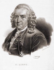 卡尔-冯-林内 瑞典博物学家和作家（1707 - 1778）。 作者 未知艺术家