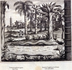 来自印度的眼镜蛇和毒蛇。 “德中国纪念碑”，作者 Athanasius Kircher（1601 - 1680），耶稣会士、东方学家和德国学者，阿姆斯特丹 1667。 作者 未知艺术家