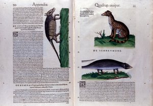 Double - page of Historia Animalium by Conrad Gesner (1516 - 1565), Tiguri 作者 未知艺术家