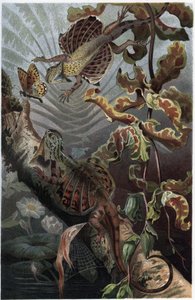 Draco volans，树栖豹的变种--Draco（属）（飞龙）--来自Alfred Edmund Brehm（1829-1884）的《Brehm的动物生活》的雕刻品 作者 未知艺术家