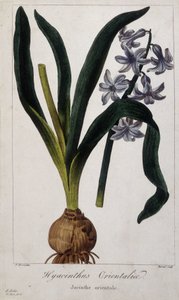 东方风信子 (Hyacinthus Orientalia) 19 世纪亚洲植物植物板。 作者 未知艺术家