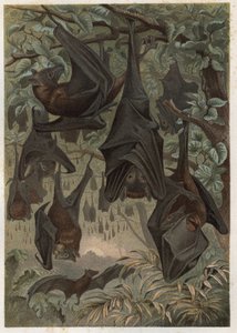 埃及果蝠（Rousettus aegyptiacus）--来自阿尔弗雷德-埃德蒙-布雷姆（1829-1884）的 "布雷姆的动物生活 "的雕刻。 作者 未知艺术家