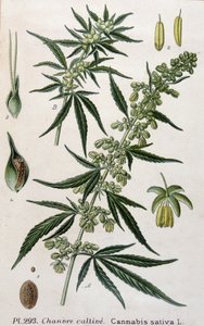 Female cannabis plant. 19th century engraving 作者 未知艺术家
