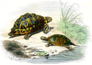 几何龟（Testudo geometrica）和黄龟 作者 未知艺术家