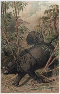 印度犀牛--印度犀牛（Rhinoceros unicornis）--雕刻自阿尔弗雷德-埃德蒙-布雷姆（1829-1884）的《布雷姆动物生活》。 作者 未知艺术家