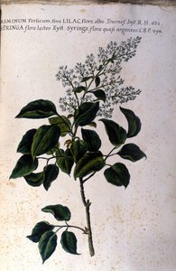 茉莉花枝。 来自 17 世纪植物标本馆的盘子 作者 未知艺术家