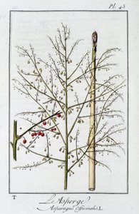芦笋 (Asparagus Officinalis) - 在“商人的植物学练习”中，由 J.C. Philibert 重新设计，Imprimerie de Crapelet，巴黎 作者 未知艺术家