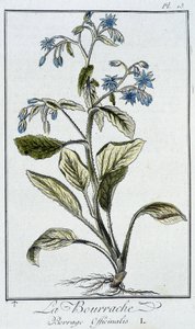 琉璃苣 (Borrage Officinalis) - 在“商人的植物学练习”中，由巴黎 Imprimerie de Crapelet 的 J.C. Philibert 撰写 作者 未知艺术家