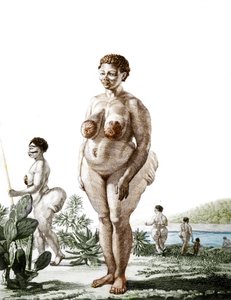 La Venus Hottentote, broad Bochiman的女人（Hottentot维纳斯），1815年的雕刻。 作者 未知艺术家