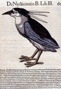 动物史中的 La bihoreau by Conrad Gesner (1516 - 1565)，苏黎世 作者 未知艺术家