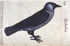 动物史中的 La choucas 作者 Conrad Gesner (1516 - 1565), Zurich 作者 未知艺术家