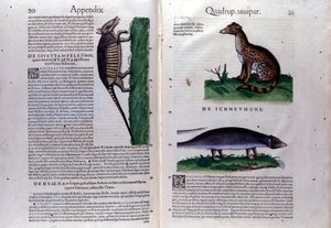 Civette la, la la mangouste a hyena and the History of Animal Conrad Gesner (1516 - 1565), Zurich 作者 未知艺术家